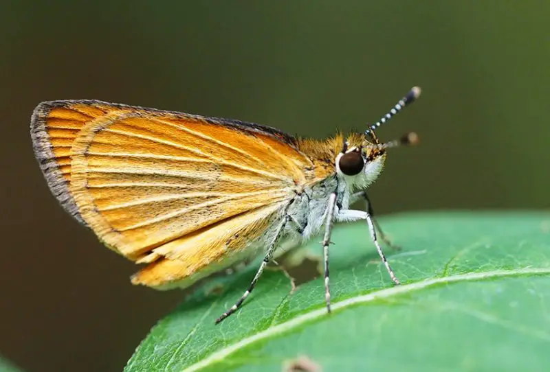 Michigan Butterflies