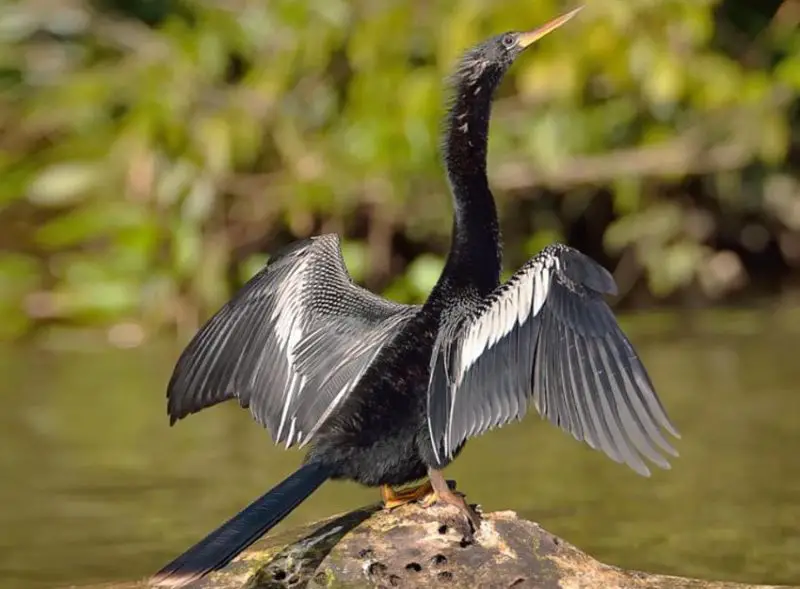 Black Birds with White Stripes on Wings