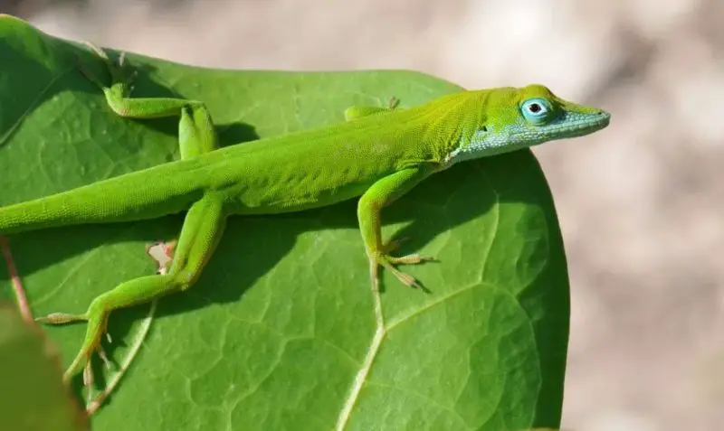 Green Lizards in Florida