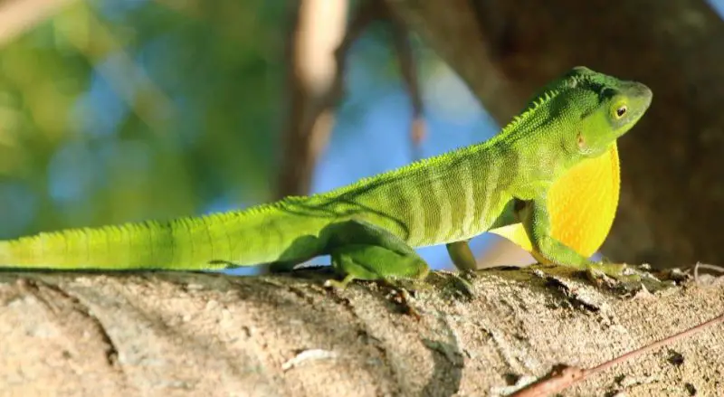 Green Lizards in Florida