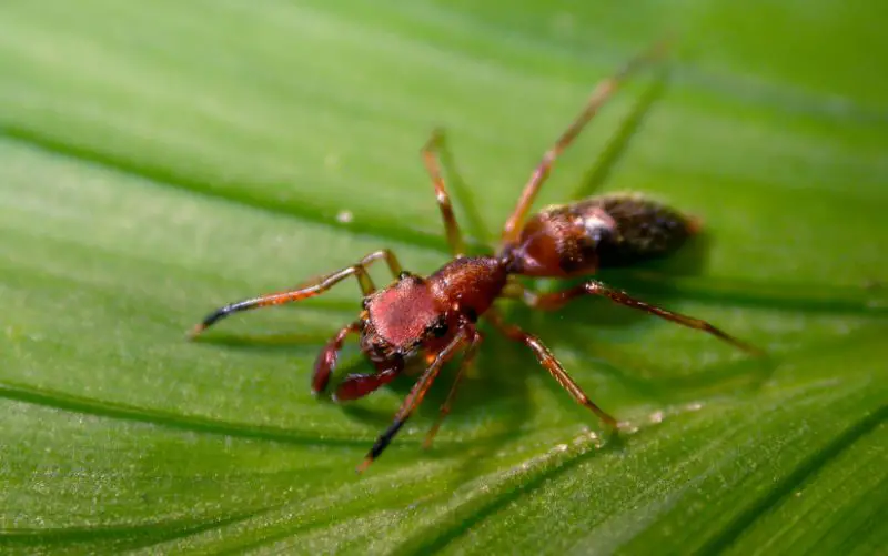 ant-mimicking-jumping-spider-800x501-1 Spiders in Arkansas