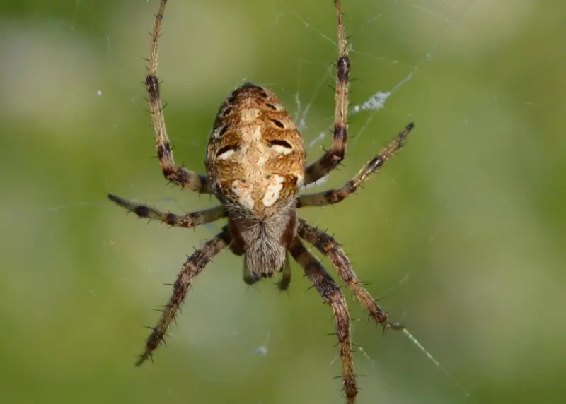 arabesque-orbweaver-800x572-1 Brown Spiders in Texas