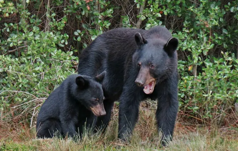 Are There Black Bears in Florida