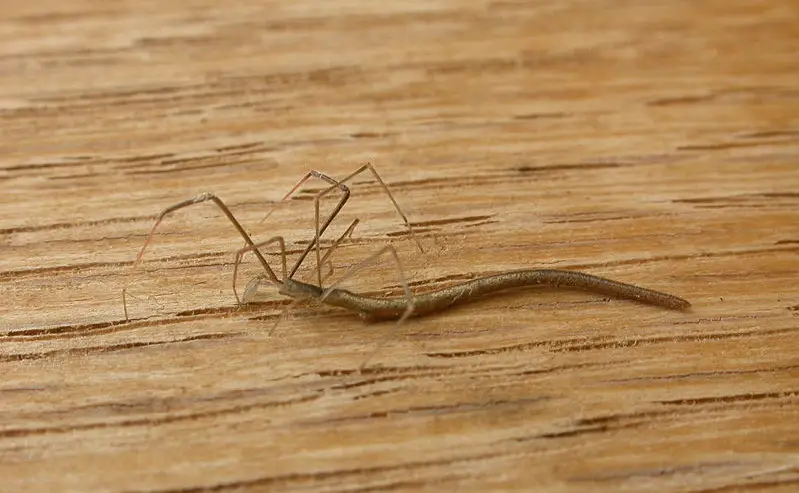 ariamnes-waikula Spiders in Arkansas