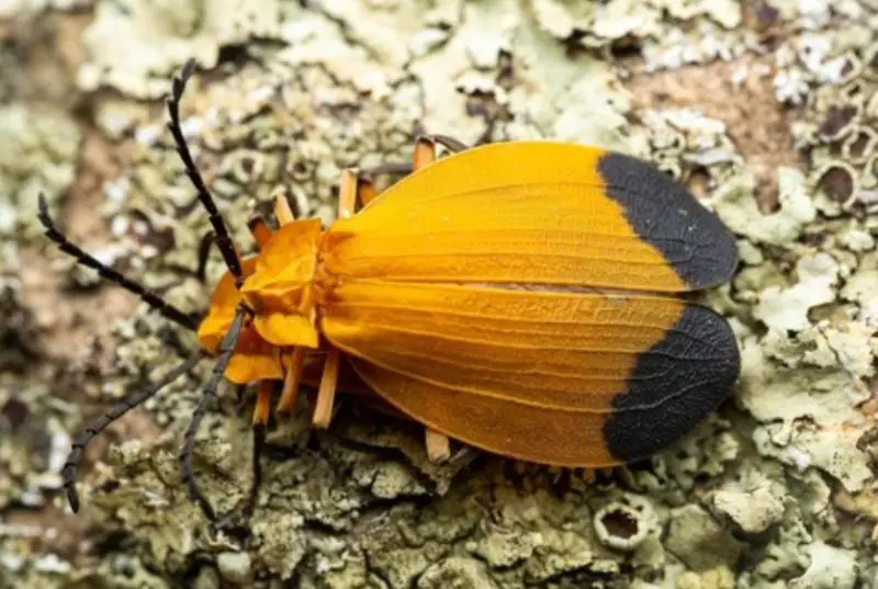 Yellow Beetles with Black Spots