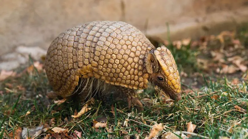 Animals That Start With A