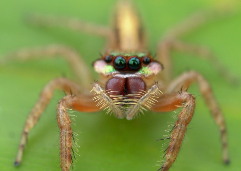 ascyltus-pterygodes-800x569-1 Spiders in Arkansas