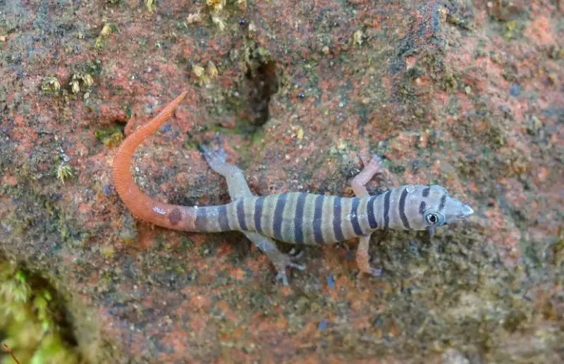 Lizards in Florida