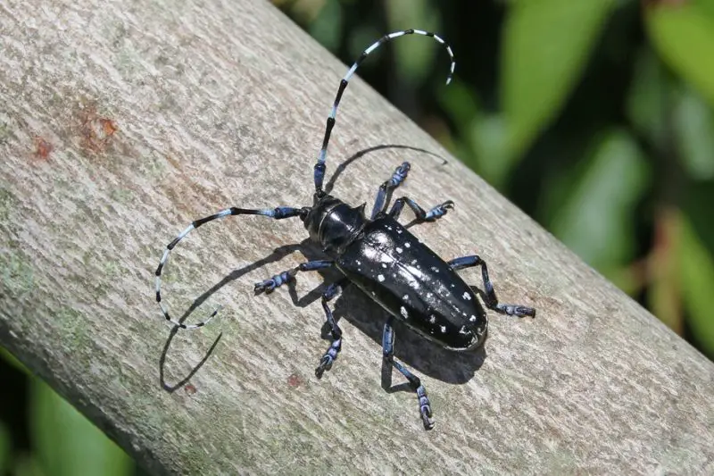 Types of Beetle Insects