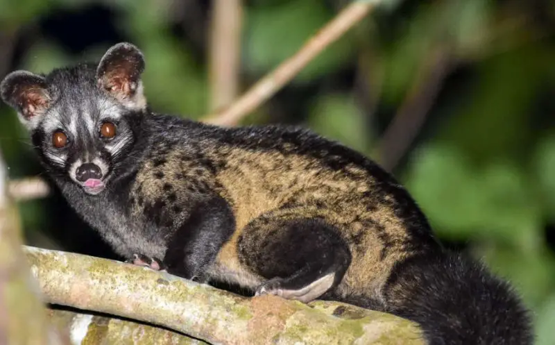 Animals That Start With A