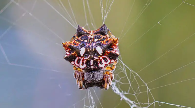 asian-spinybacked-orbweaver-800x445-1 Spiders in Arkansas