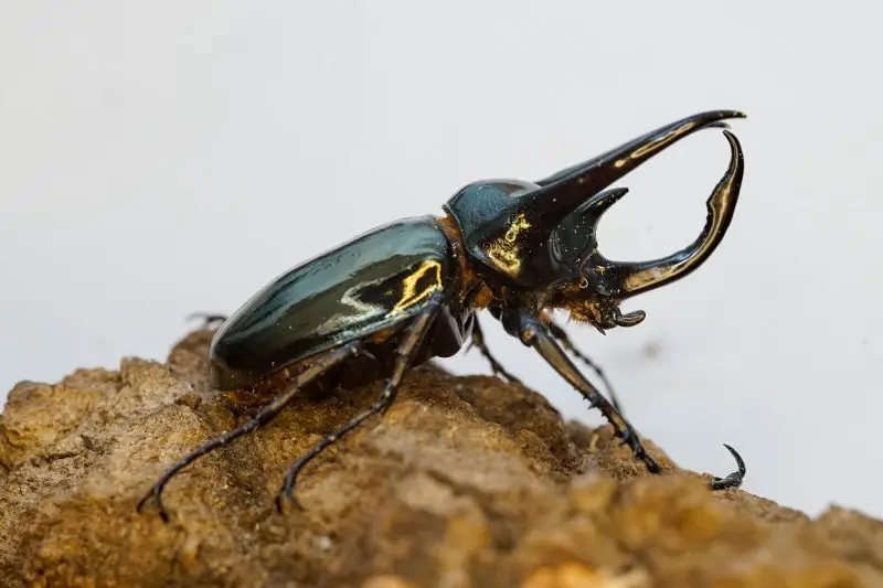 Types of Beetle Insects