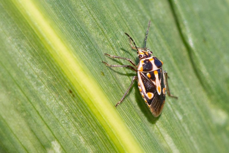 Black and Orange Bugs