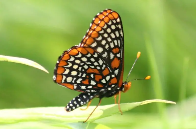 Black and Orange Butterfly
