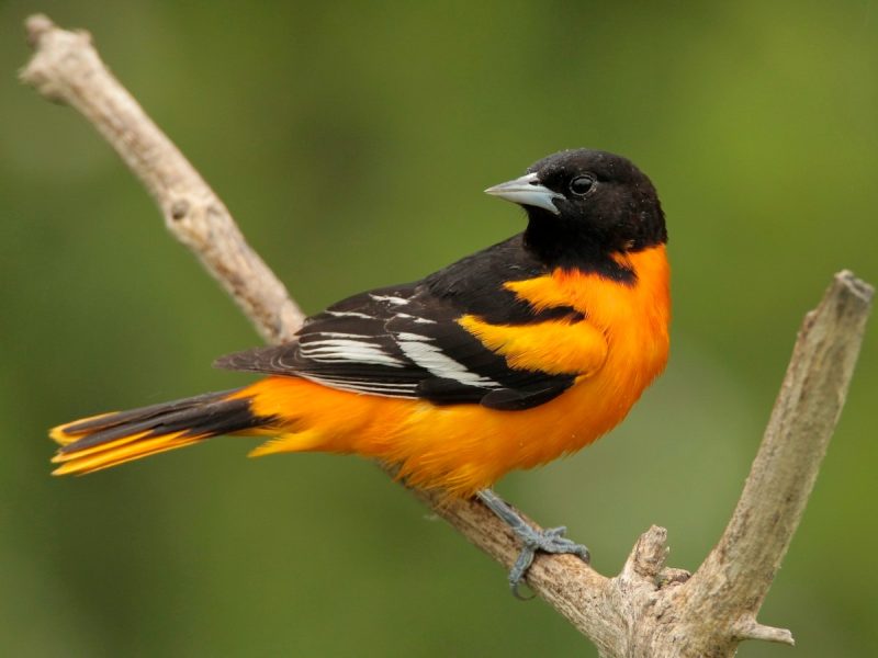 Backyard Birds in Indiana