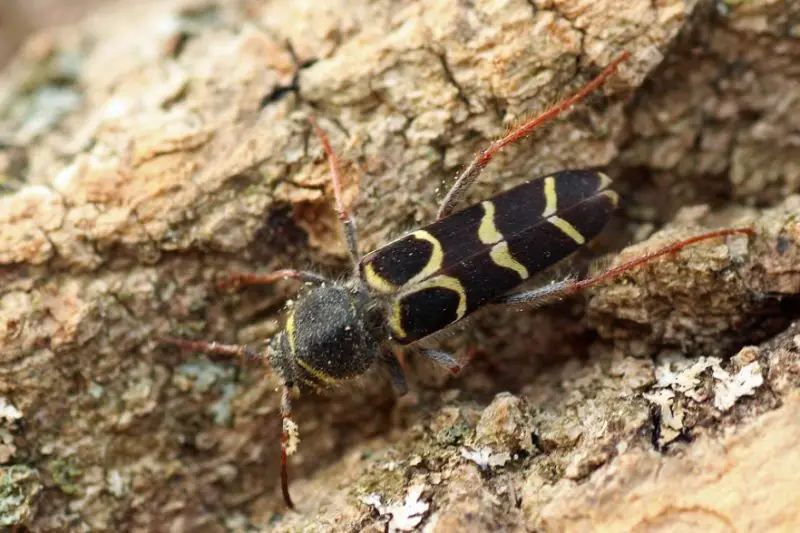 Yellow Beetles with Black Spots