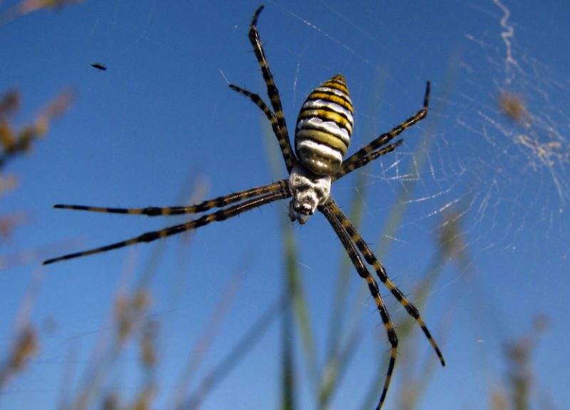 banded-garden-spider-800x575-1 Spiders in Arkansas