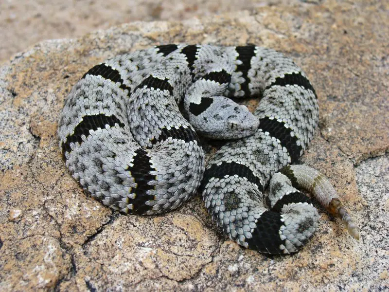 Types of Snakes in Texas