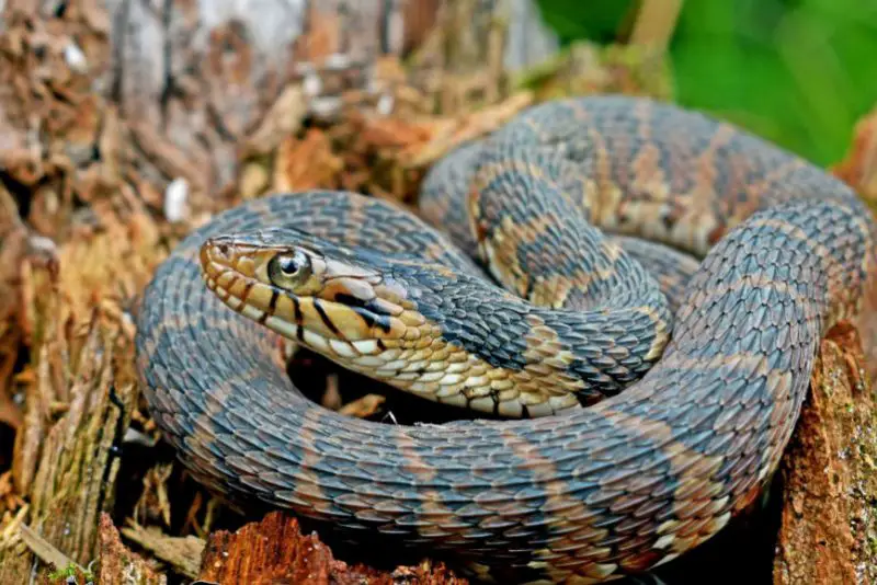 banded-watersnake-800x534-1 Types of Snakes in Oklahoma