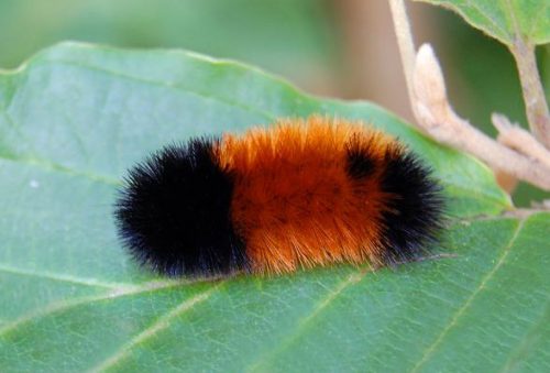 20 Types of Arizona Caterpillars (With Pictures)