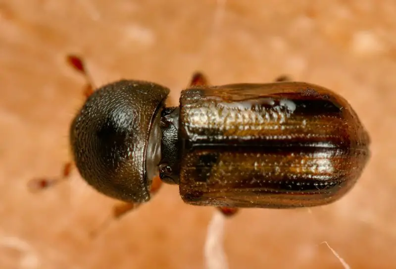 Types of Beetle Insects