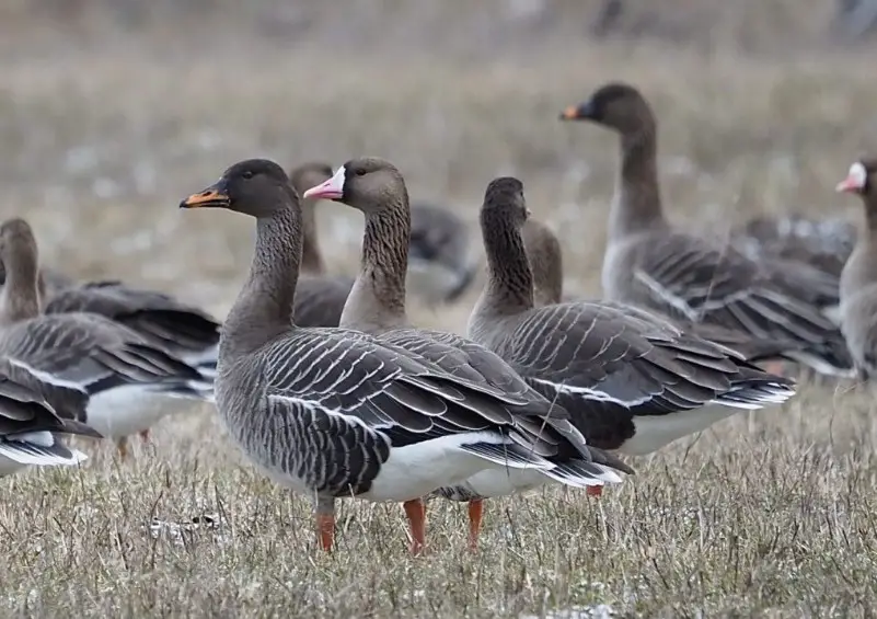 Types of Geese