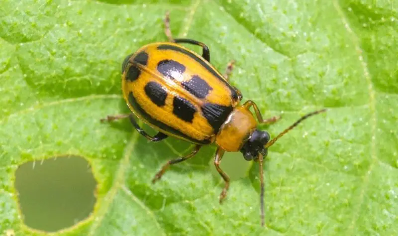 Yellow Beetles with Black Spots