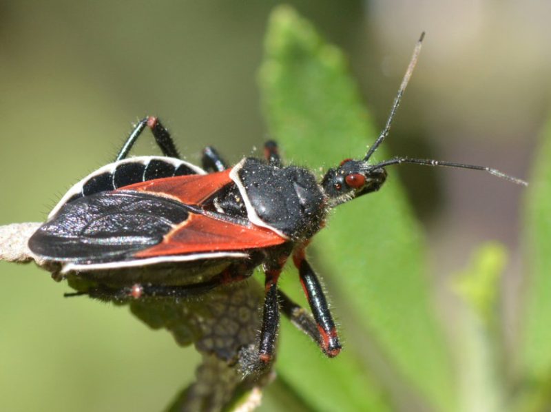 Black and Orange Bugs