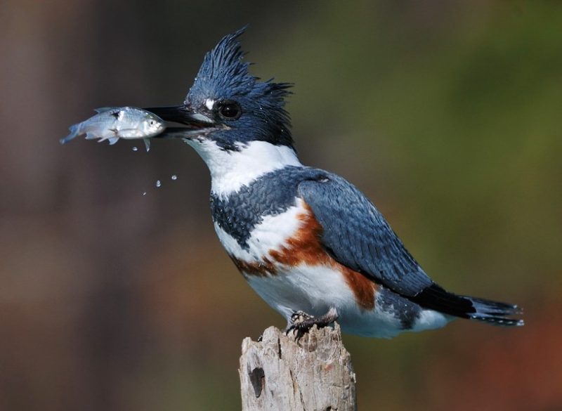 Backyard Birds in Indiana