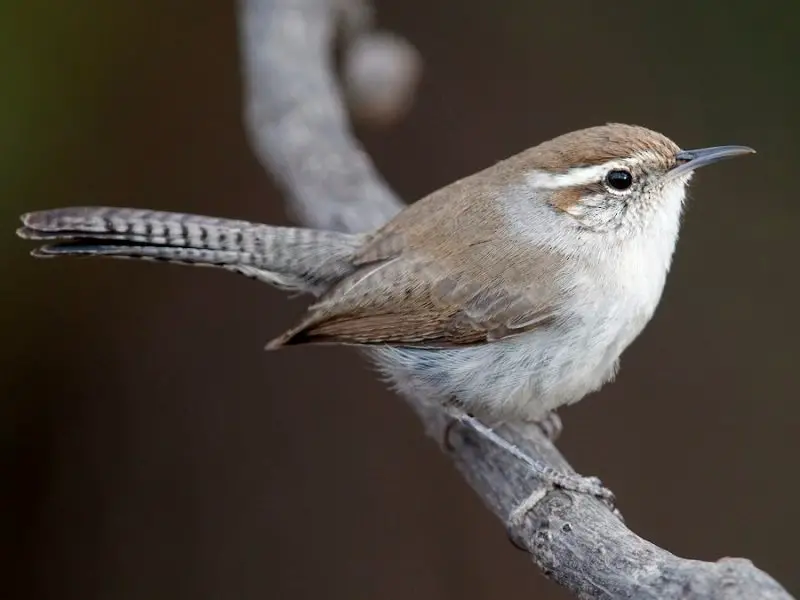 Wrens in Georgia