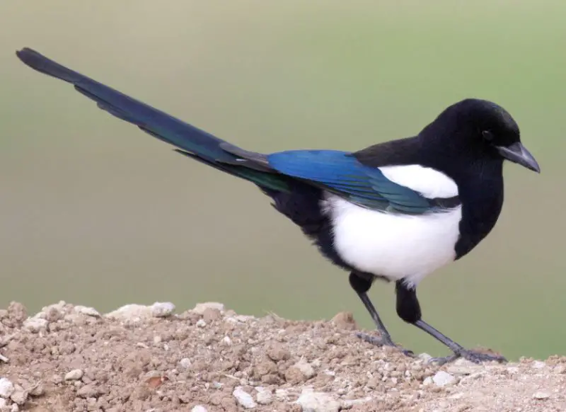 Black and White Birds in Colorado
