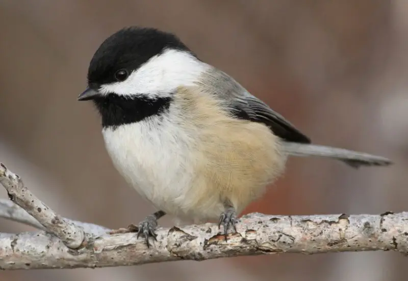 Black and White Birds in Colorado