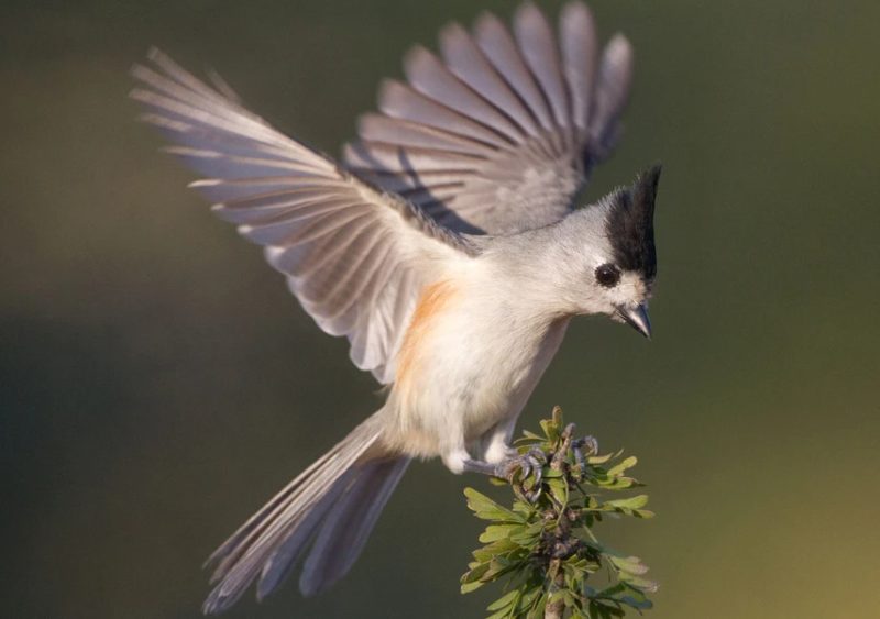 Black Birds with White Stripes on Wings