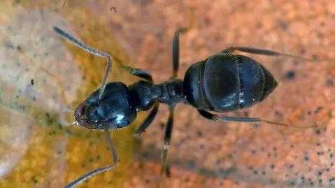 Black Garden Ant (Lasius niger)