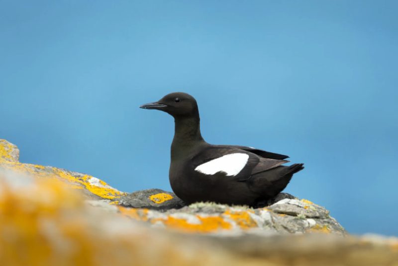 Black Birds with White Stripes on Wings