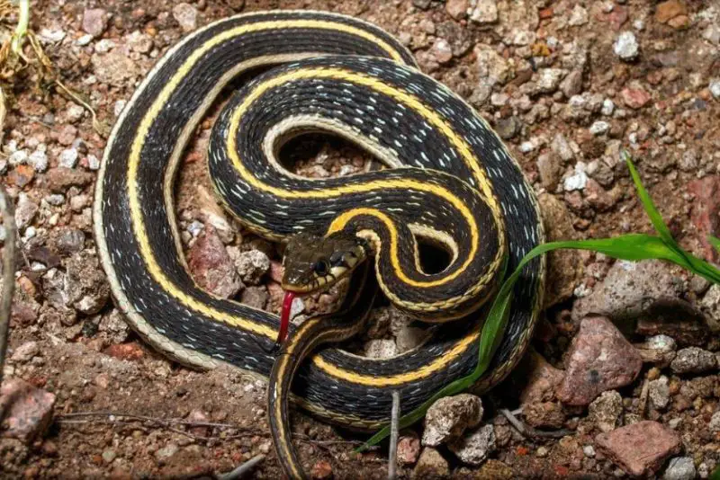 black-necked-garter-snake-800x534-1-1 Types of Snakes in Oklahoma