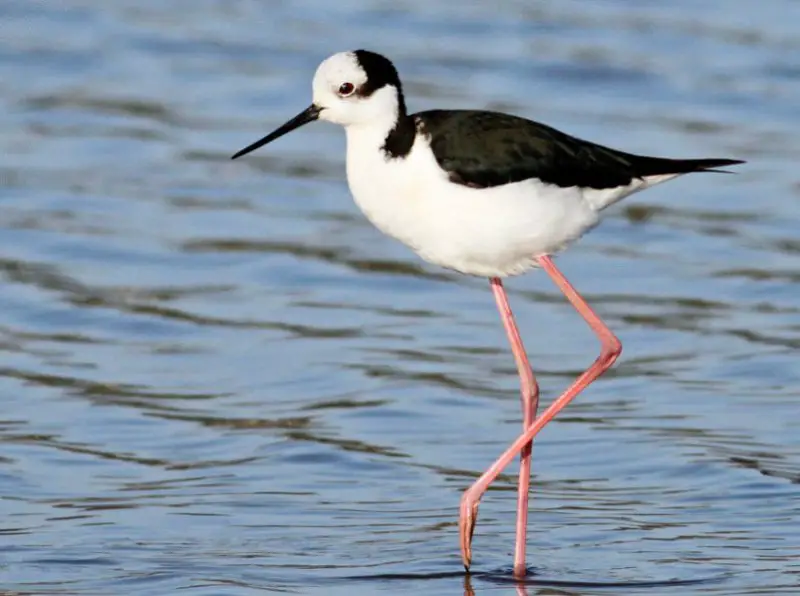 Black and White Birds in Colorado