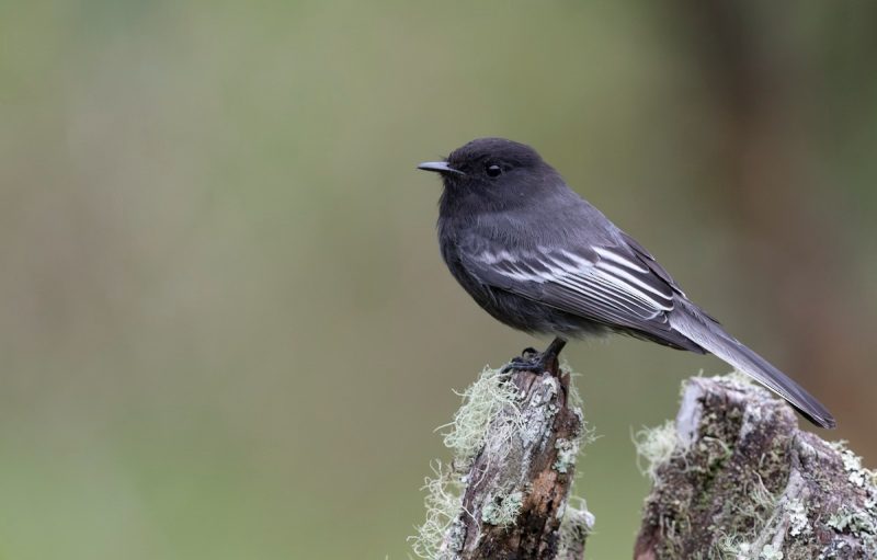 Black and White Birds in Colorado