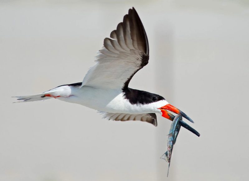 Black Birds with White Stripes on Wings