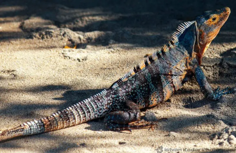 Lizards in Florida