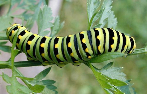20 Types of Arizona Caterpillars (With Pictures)