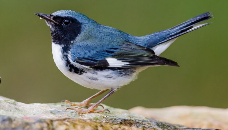black-throated-blue-warbler-800x458-1-3 Blue Birds in Michigan