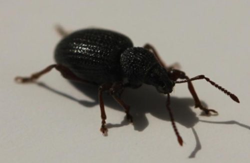 Black Weevils
