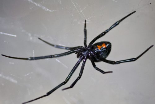 Black Widow Spider (Latrodectus)