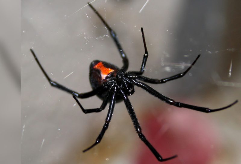 black-window-spider-800x545-1 Spiders in Arkansas