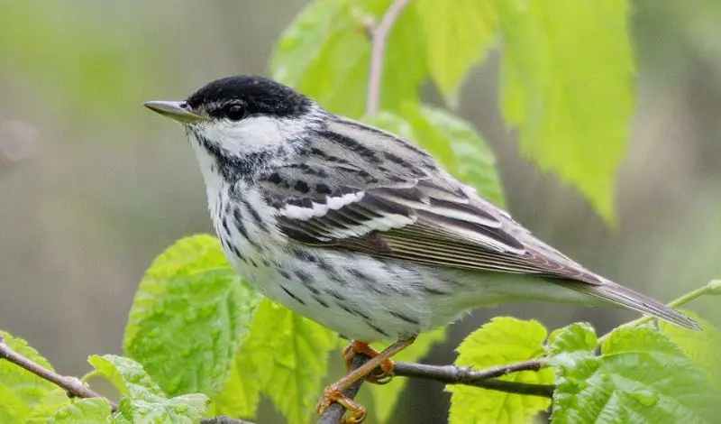 Black Birds with White Stripes on Wings