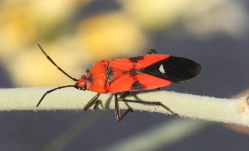 Black and Orange Bugs