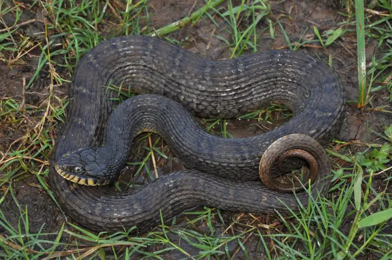 Types of Snakes in Texas