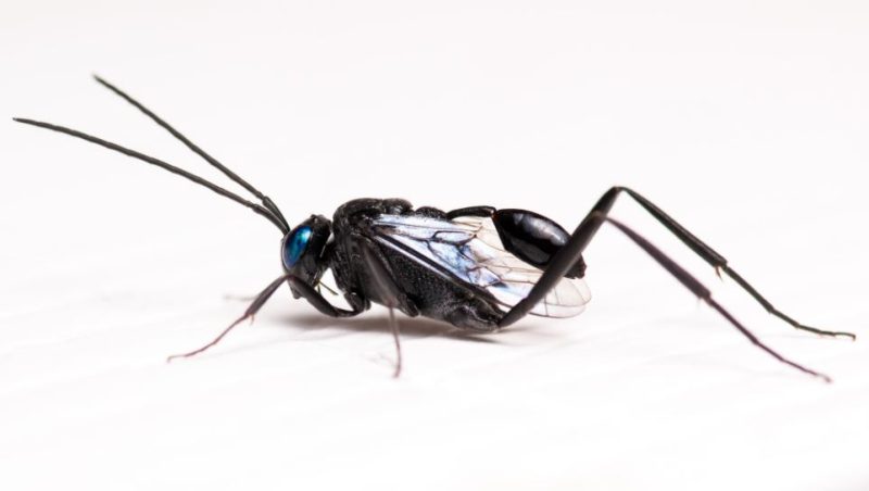 Black Wasps in Texas