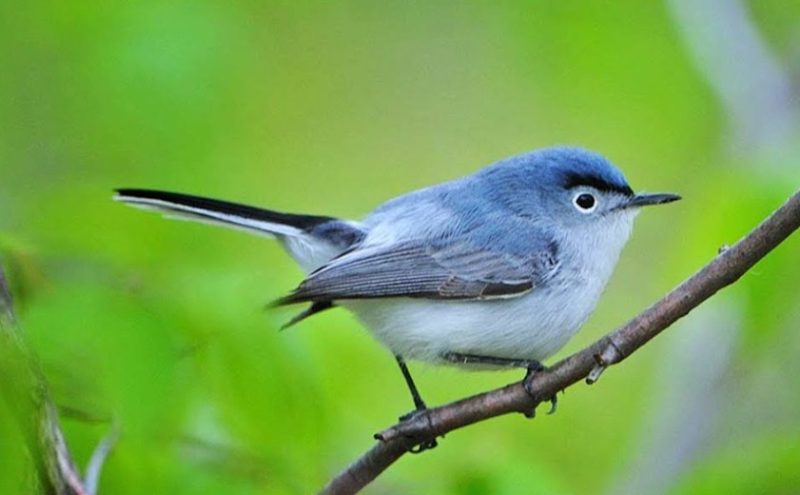 blue-gray-gnatcatcher-800x495-1-9 Blue Birds in Michigan